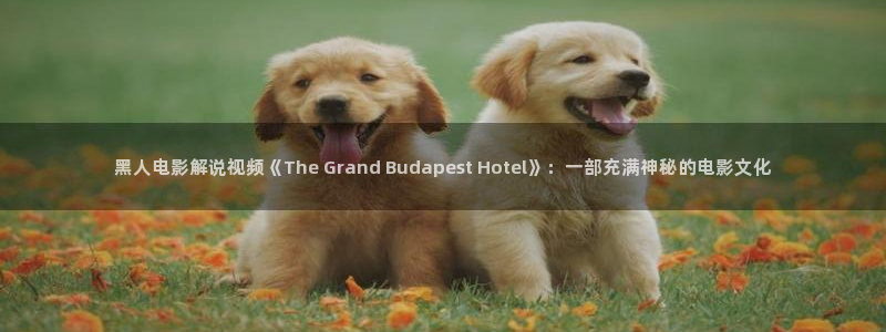 樱桃免费版视频：黑人电影解说视频《The Grand Budapest Hotel》：一部充满神秘的电影文化