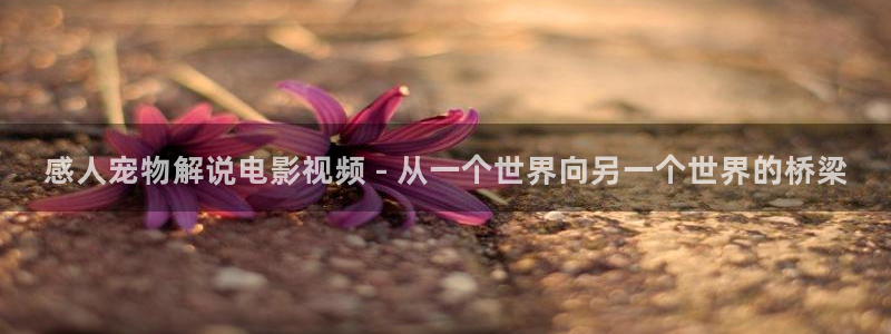 电视剧樱桃全集38集免费观看：感人宠物解说电影视频 - 从一个世界向另一个世界的桥梁