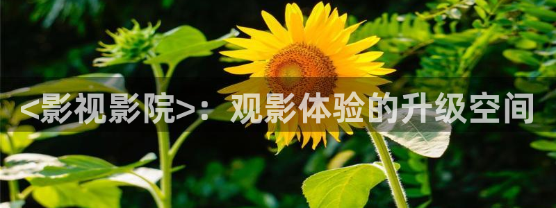 樱桃视频高清免费看